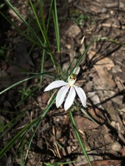 Caladenia maritima