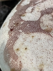 Tylopilus williamsii