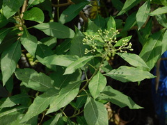 Gymnanthemum amygdalinum