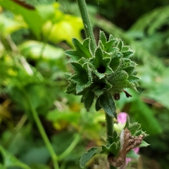 Stachys chamissonis