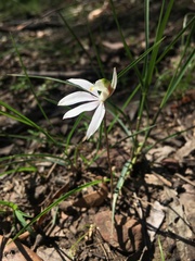Caladenia maritima