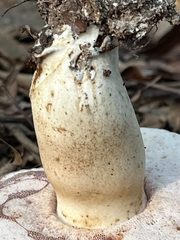 Tylopilus williamsii