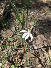 Caladenia maritima
