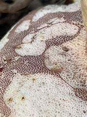 Tylopilus williamsii