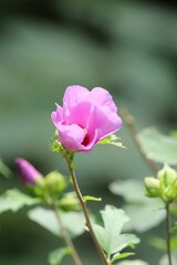 Hibiscus syriacus