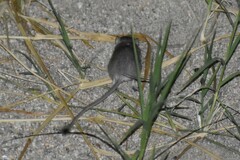 Chaetodipus penicillatus