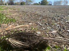 Porphyrio melanotus melanotus