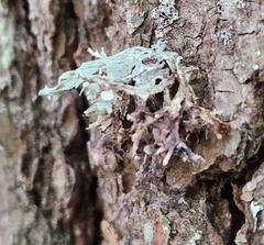 Ramalina americana