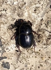 Scarabaeidae