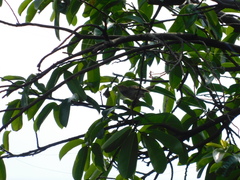 Orthotomus sepium