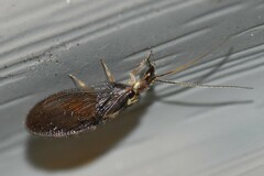 Sympherobius occidentalis