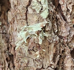 Ramalina americana