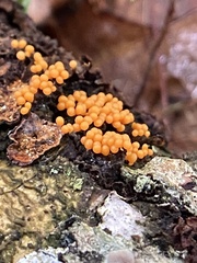 Hemitrichia decipiens