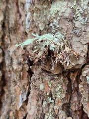 Ramalina americana