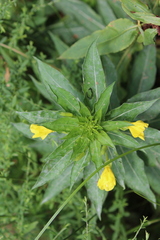 Oenothera biennis