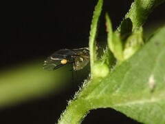 Aphididae