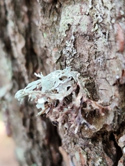 Ramalina americana