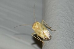 Taylorilygus apicalis