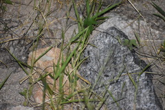 Chaetodipus penicillatus