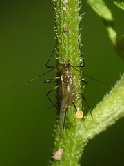 Aphididae
