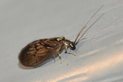 Sympherobius occidentalis