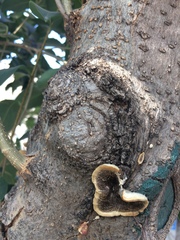 Polyporales