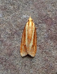 Sparganothis tristriata