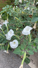 Datura innoxia