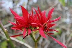 Euphorbia pulcherrima