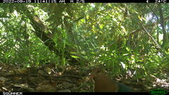 Chalcophaps longirostris