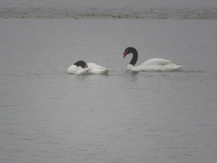 Cygnus melancoryphus