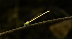 Ceriagrion coromandelianum