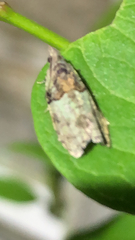 Epinotia
