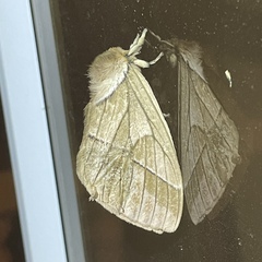 Pseudodirphia obliqua