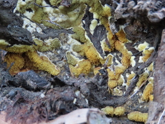 Serpula himantioides