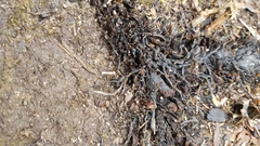 Lichinaceae