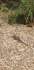 Pogona barbata