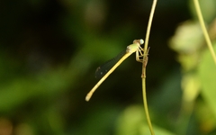 Ceriagrion coromandelianum