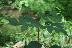 Fraxinus pennsylvanica