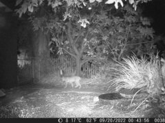 Lynx rufus