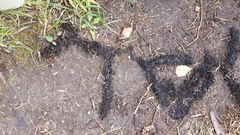 Lichinaceae