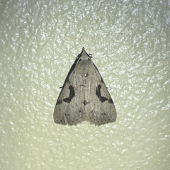 Herminodes concatenalis