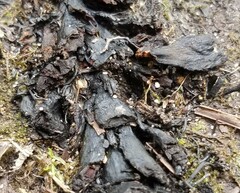 Lichinaceae