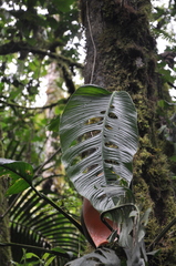 Monstera oreophila