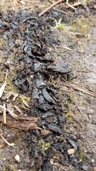 Lichinaceae