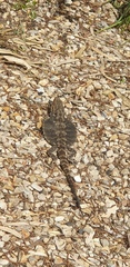 Pogona barbata