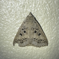 Herminodes atrosignata