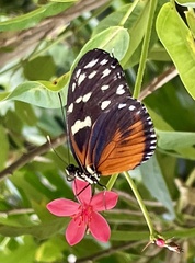 Heliconius hecale