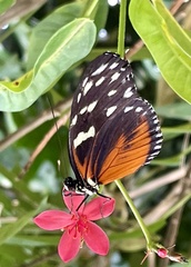 Heliconius hecale