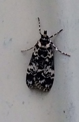 Scoparia exhibitalis